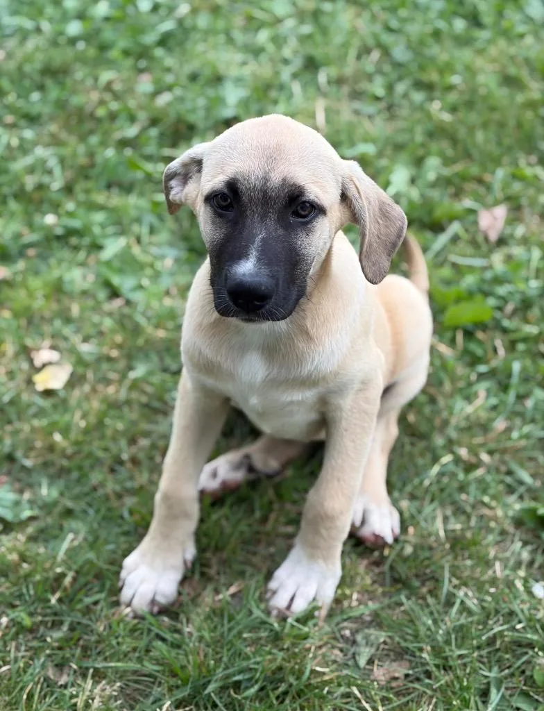 A baby large-sized female Hound dog named Roux for adoption in Hudson, NY