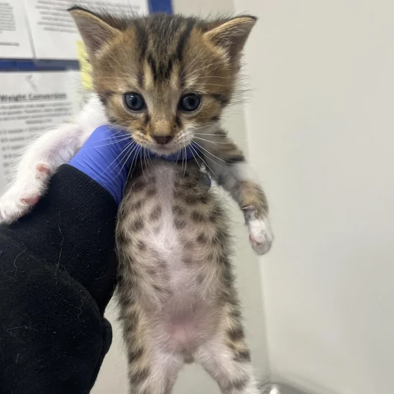 A baby small-sized male Brown / Chocolate Domestic Short Hair cat named Red Umber for adoption in Columbiana, AL
