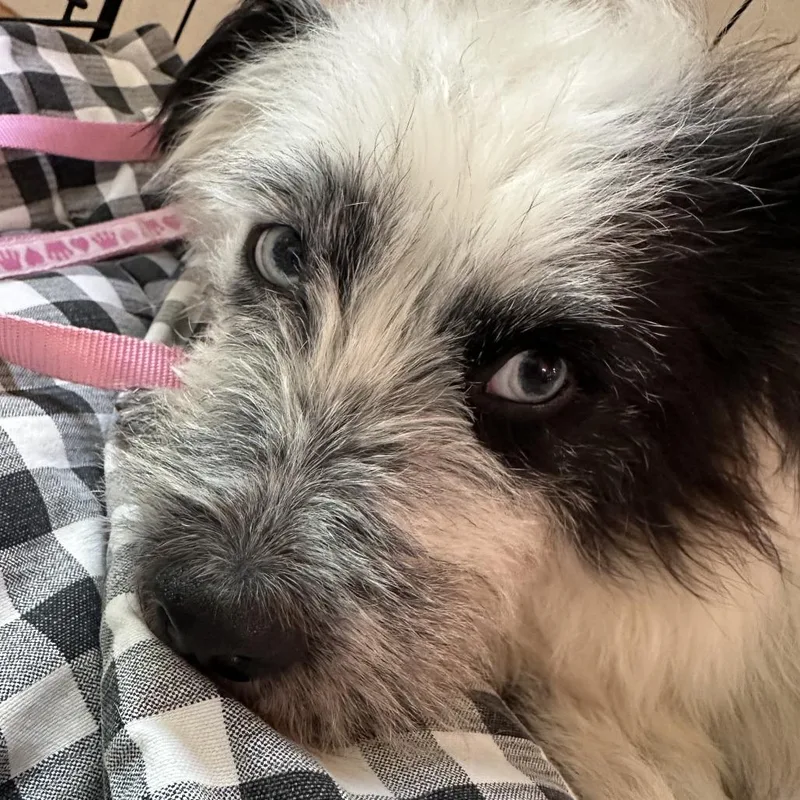 A senior medium-sized male White / Cream Terrier dog named Bootsy for adoption in Raleigh, NC