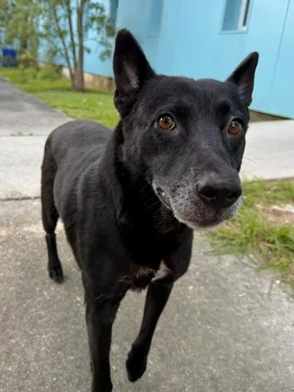 An adult medium-sized female German Shepherd Dog dog named Whisper for adoption in New Orleans, LA