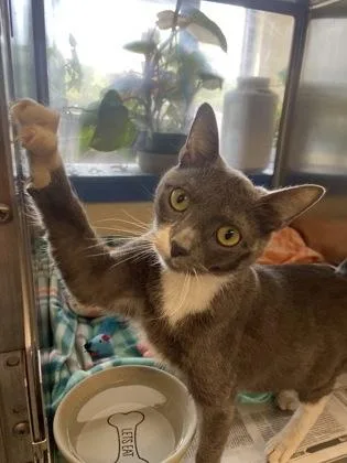 An adult small-sized female Domestic Short Hair cat named Olive for adoption in Lowell, MA