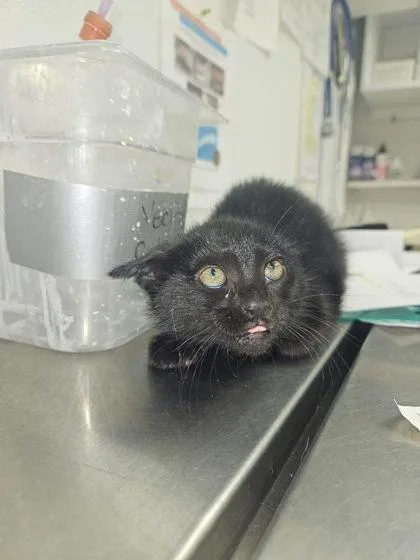A young medium-sized female Black Domestic Short Hair cat named Padgett for adoption in Sullivan, IN