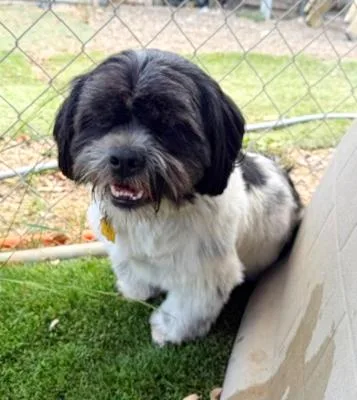 Benji
