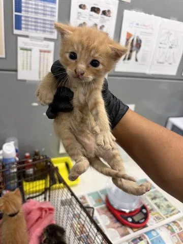 A baby small-sized male Domestic Medium Hair cat named Ollie for adoption in San Martin, CA