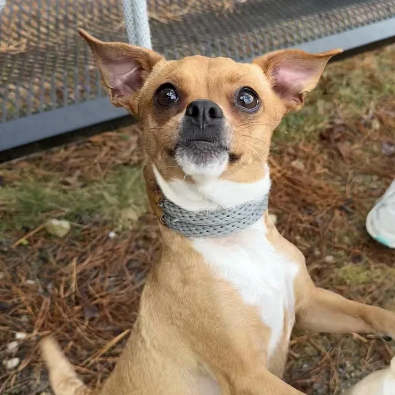 Priscilla thumbnail 4