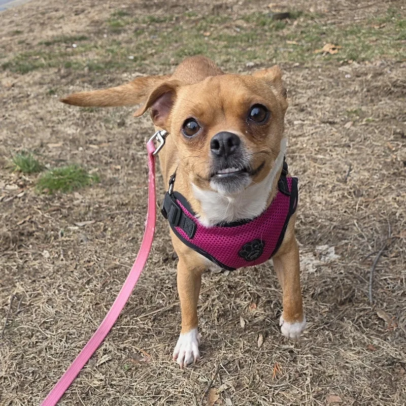 Priscilla thumbnail 5