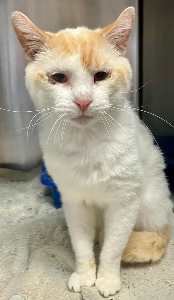 An adult large-sized male Domestic Short Hair cat named Albert for adoption in Lima, OH