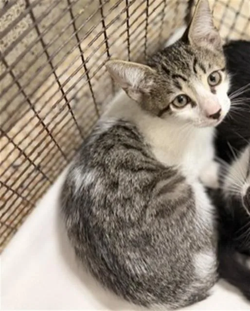 A baby small-sized male Domestic Short Hair cat named Juancho for adoption in Miami, FL