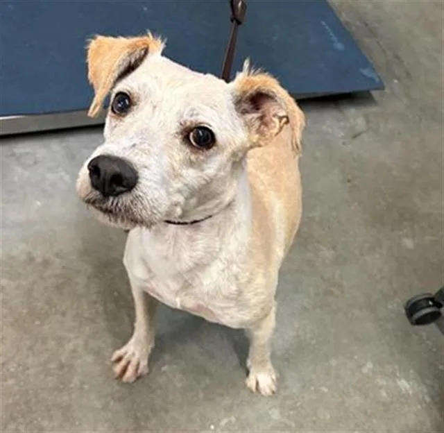 An adult medium-sized male Fox Terrier dog named Oscar for adoption in Camarillo, CA