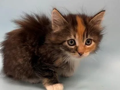 A baby small-sized female Domestic Long Hair cat named Leia for adoption in Woodbury, MN