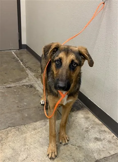 A young large-sized female German Shepherd Dog dog named Juno for adoption in Ontario, CA