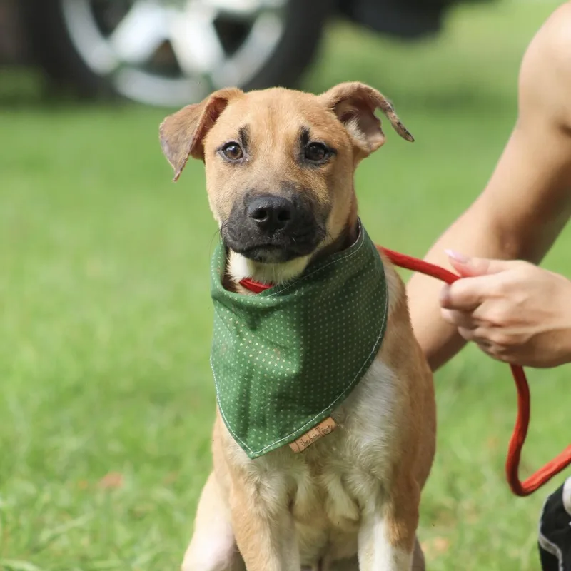 A baby medium-sized male Tricolor (Brown, Black, & White) Mixed Breed dog named Tanque Verde for adoption in Columbia, SC