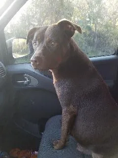 A senior medium-sized female Labrador Retriever dog named Kona for adoption in St. Augustine, FL