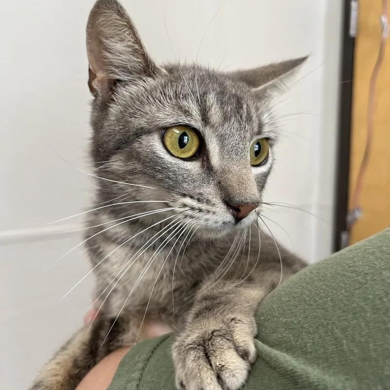 A young medium-sized female Gray / Blue / Silver Domestic Short Hair cat named Tinker for adoption in Columbiana, AL