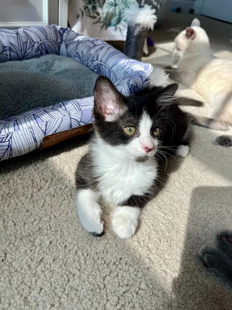 A baby medium-sized female Domestic Medium Hair cat named Della for adoption in Youngsville, NC