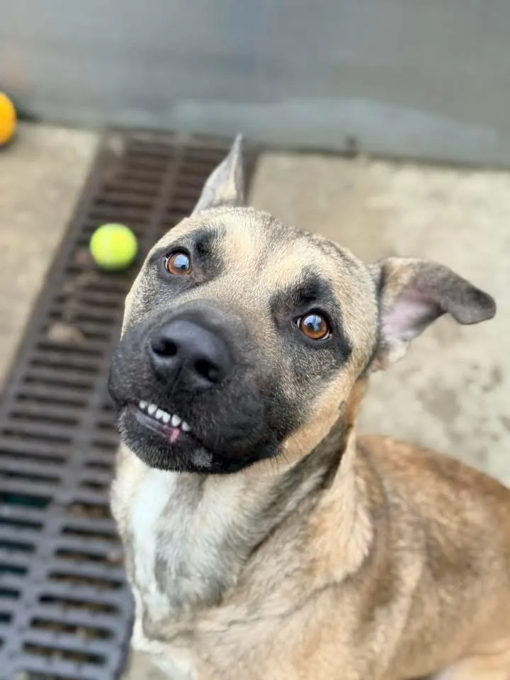 Kennelly thumbnail 2