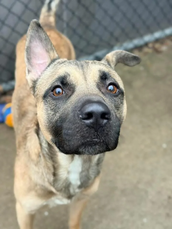 Kennelly thumbnail 3