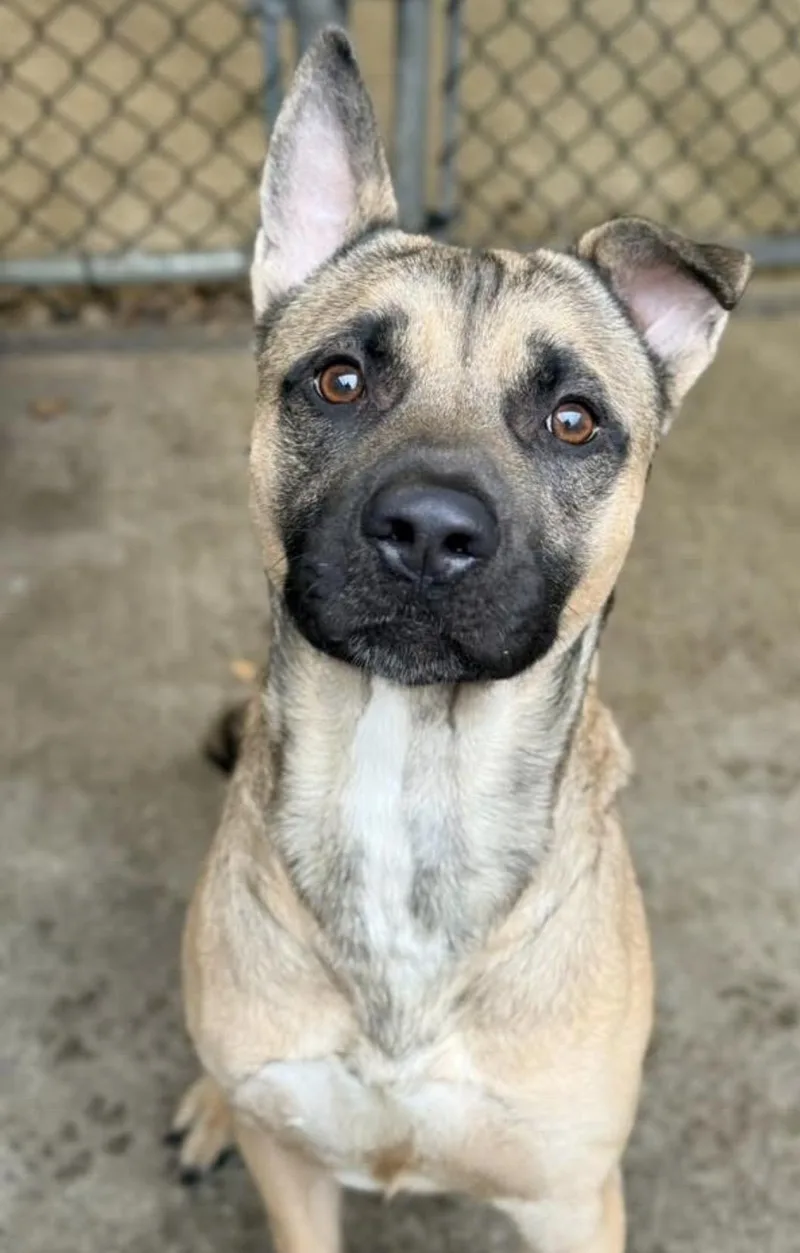 Kennelly thumbnail 4