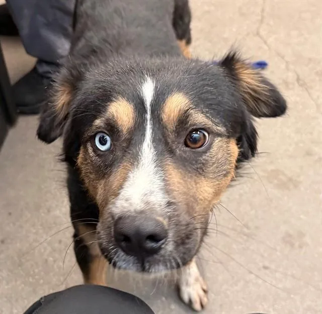 A young medium-sized male Australian Shepherd dog named Cincy for adoption in Tucson, AZ
