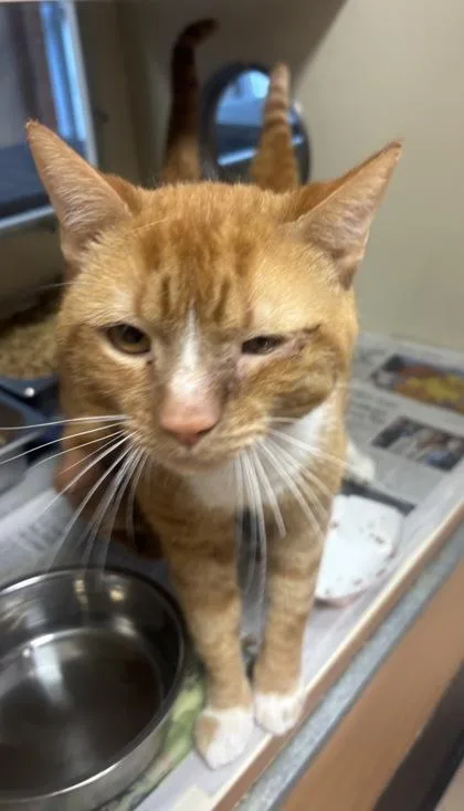 An adult large-sized male Domestic Short Hair cat named Hampshire for adoption in Chamblee, GA