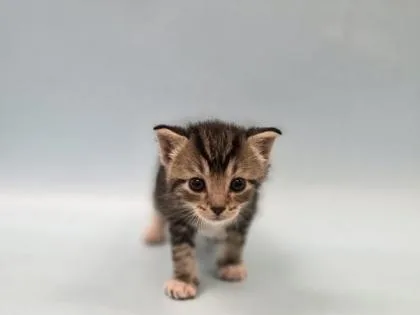 A baby small-sized male Domestic Short Hair cat named Neko for adoption in Woodbury, MN