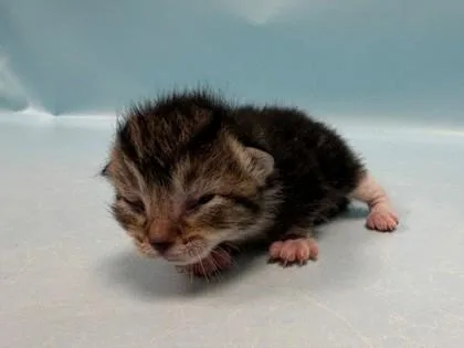 Neko thumbnail 2