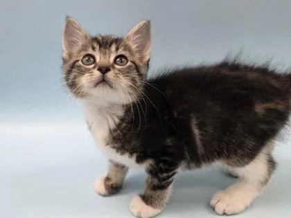Neko thumbnail 3