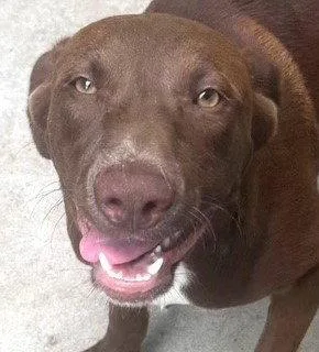 A young medium-sized male Labrador Retriever dog named Jasper for adoption in Carrollton, GA