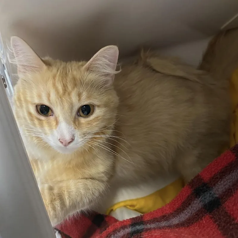 An adult medium-sized female Buff / Tan / Fawn Domestic Long Hair cat named Asleena for adoption in Watertown, NY