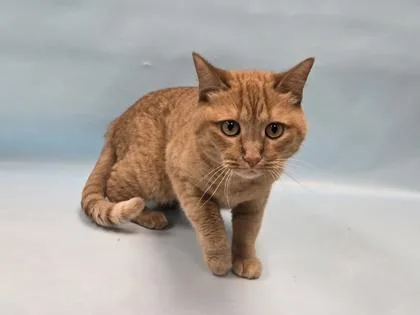 An adult small-sized female Domestic Short Hair cat named Genny for adoption in Coon Rapids, MN