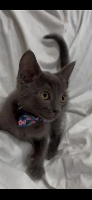 A baby small-sized female Domestic Short Hair cat named Ember for adoption in San Jose, CA