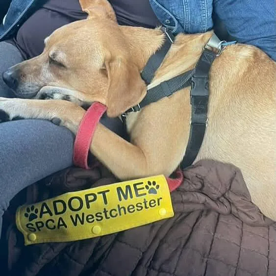 Polo  My Fee thumbnail 2