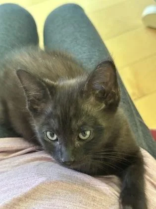 A baby small-sized male Domestic Short Hair cat named Pacer Test for adoption in Pleasanton, CA