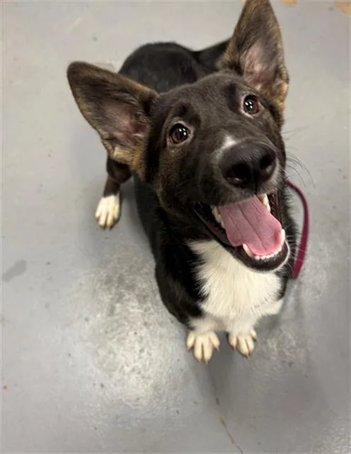 A young large-sized female Husky dog named Florrie for adoption in Peoria, IL