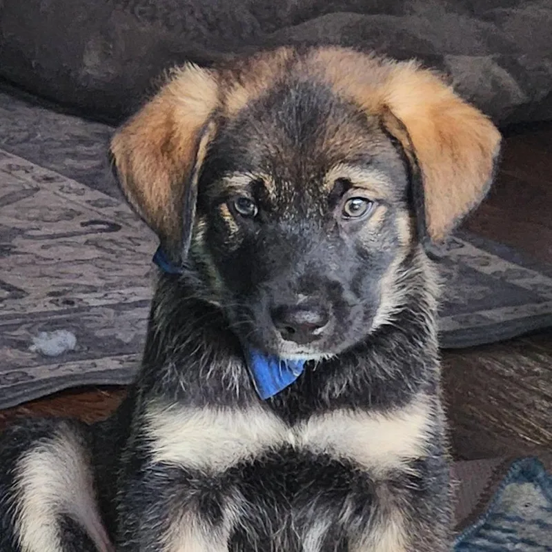 A baby medium-sized male Black Shepherd dog named David Bowie for adoption in Joliet, IL