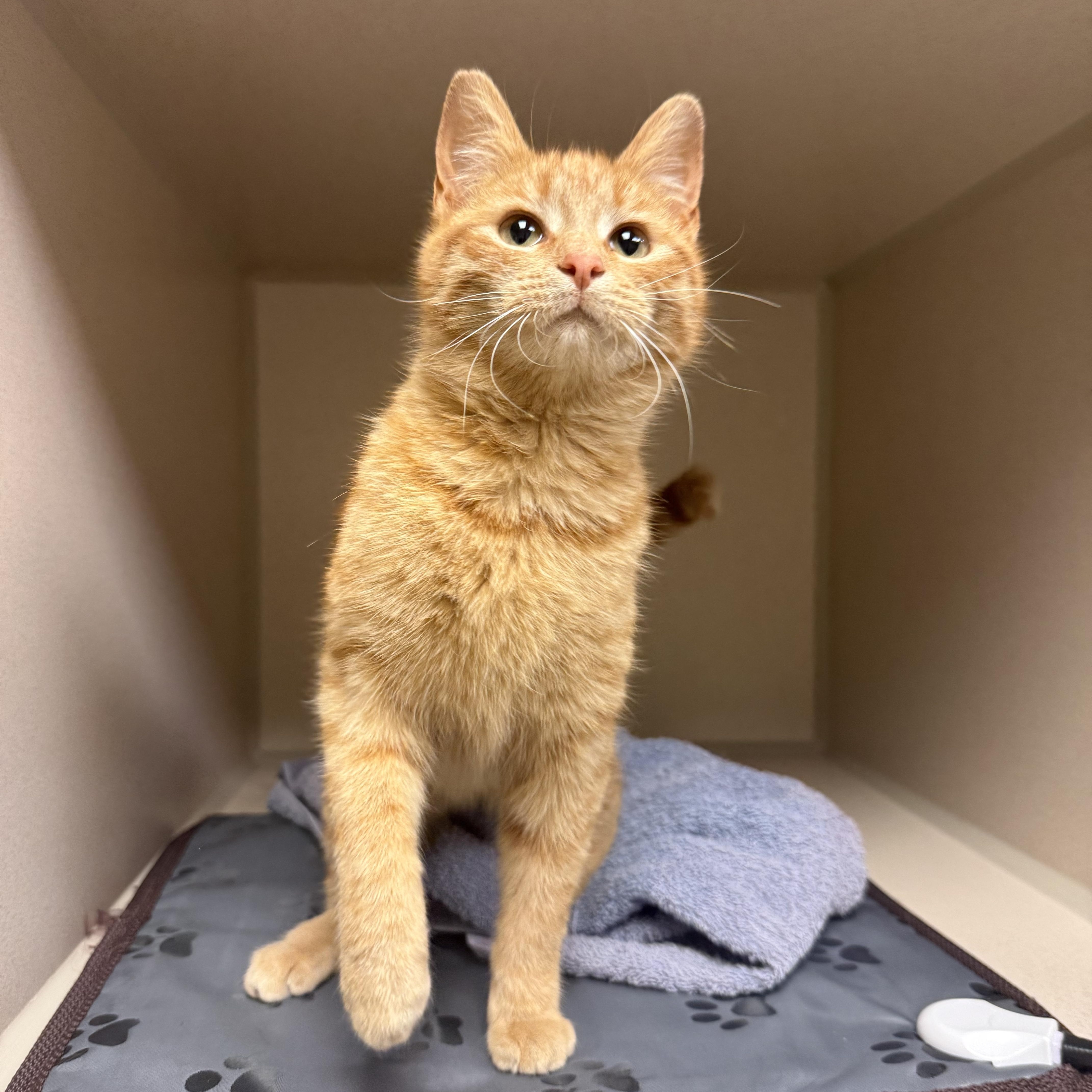 A young small-sized female Domestic Short Hair cat named Leilani for adoption in Kearney, NE