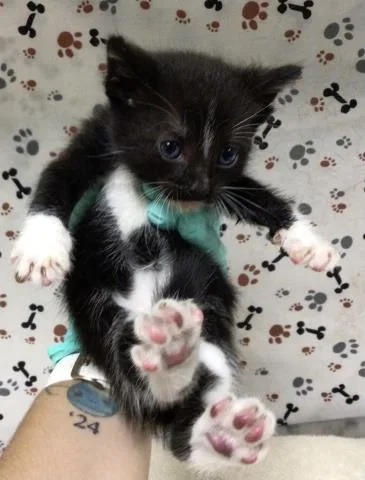 A baby small-sized male Domestic Short Hair cat named Michelangelo for adoption in Riverside, CA