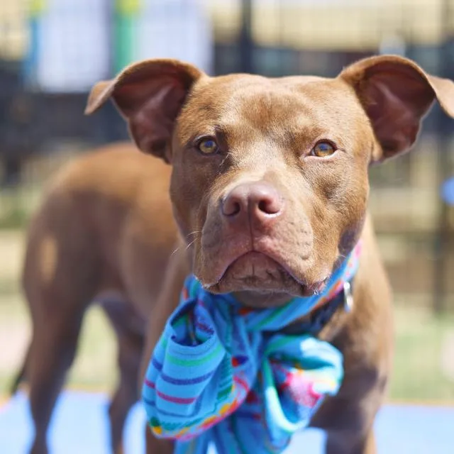 A young medium-sized male American Staffordshire Terrier dog named Sparky for adoption in San Antonio, TX