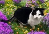 An adult medium-sized male Black Domestic Short Hair cat named Lazarus for adoption in Portsmouth, OH