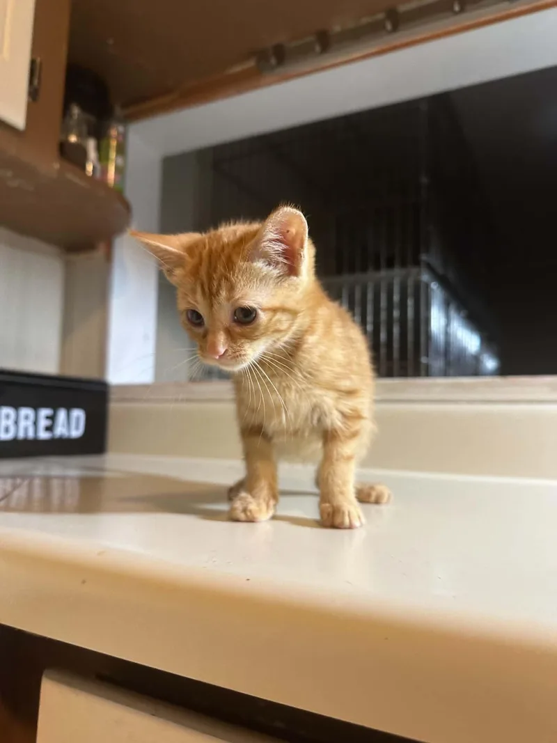 A baby small-sized female Domestic Short Hair cat named Merida for adoption in Randolph, AL