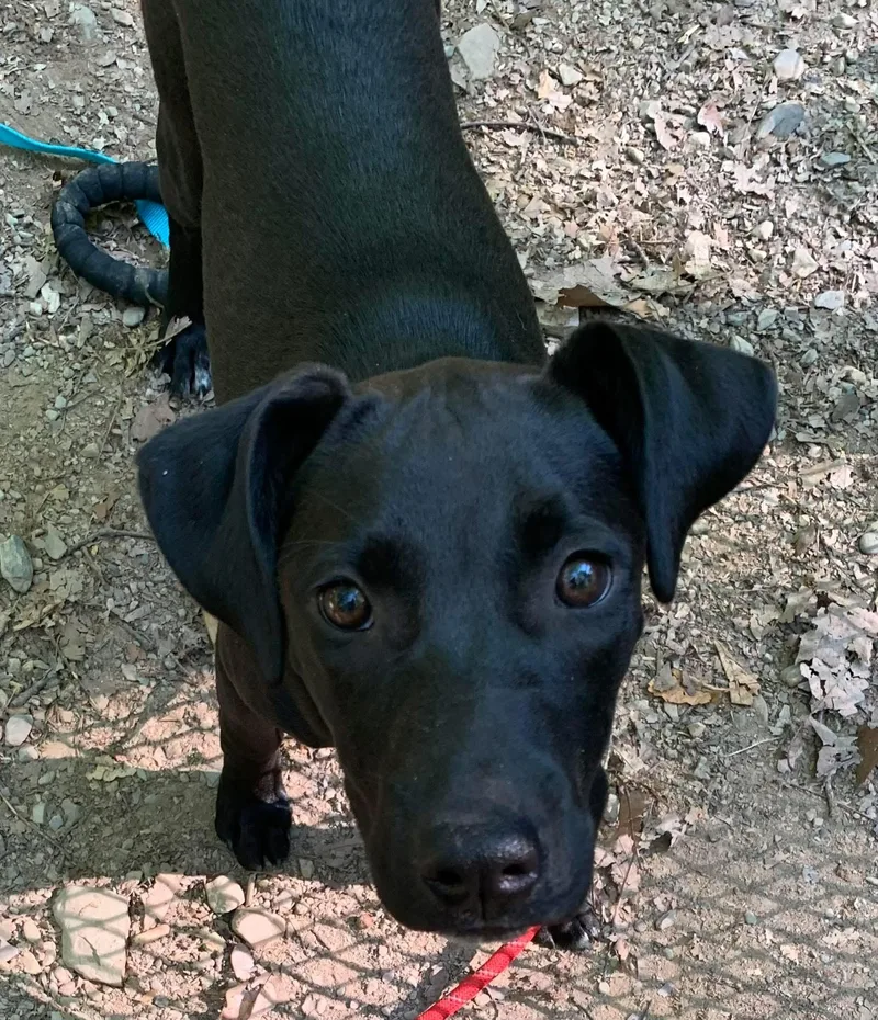 A baby medium-sized female Black Labrador Retriever dog named Carley for adoption in Highland, NY