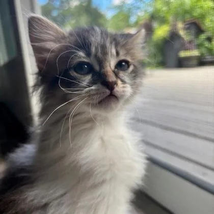 A baby small-sized male Domestic Short Hair cat named Jinx for adoption in Wheaton, IL