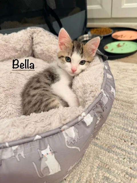 A baby small-sized female Domestic Short Hair cat named Bella for adoption in Tustin, CA