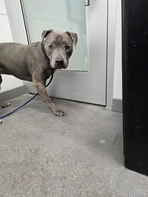 An adult large-sized female Pit Bull Terrier dog named Coco for adoption in Mesa, AZ