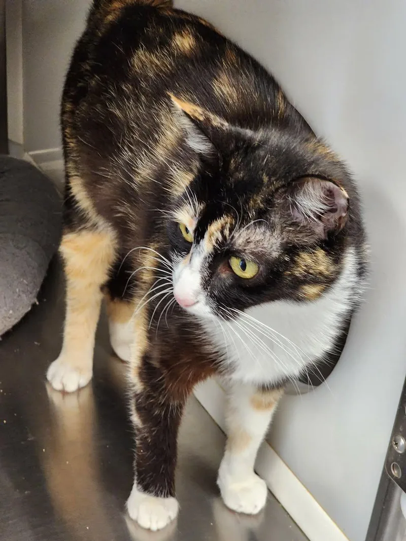 An adult medium-sized female Domestic Short Hair cat named Crista for adoption in Hilton Head Island, SC