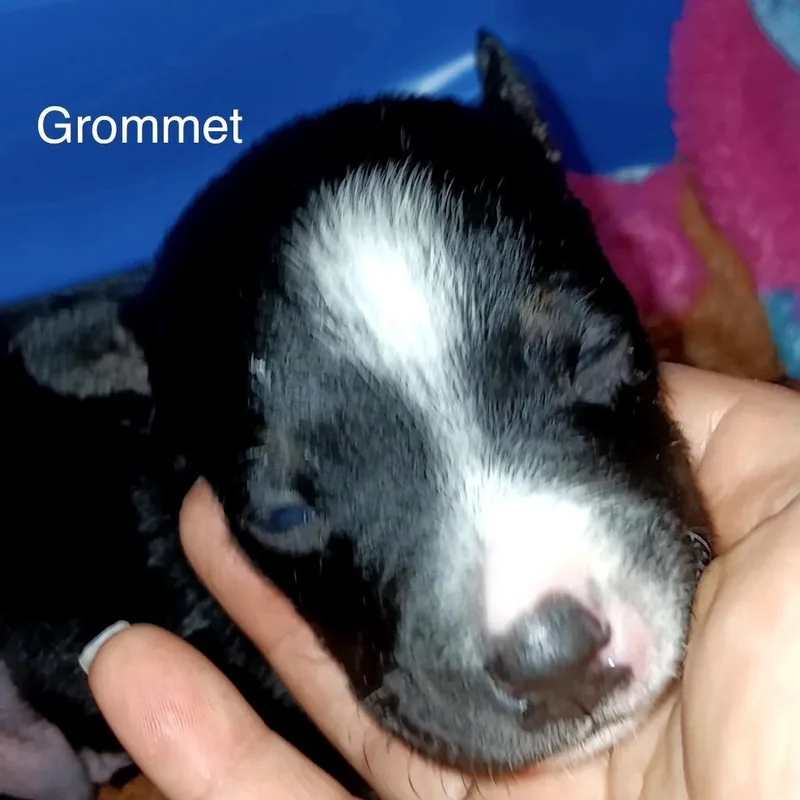Grommet thumbnail 2