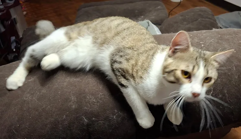 A young large-sized male Domestic Short Hair cat named Felix for adoption in Pocatello, ID