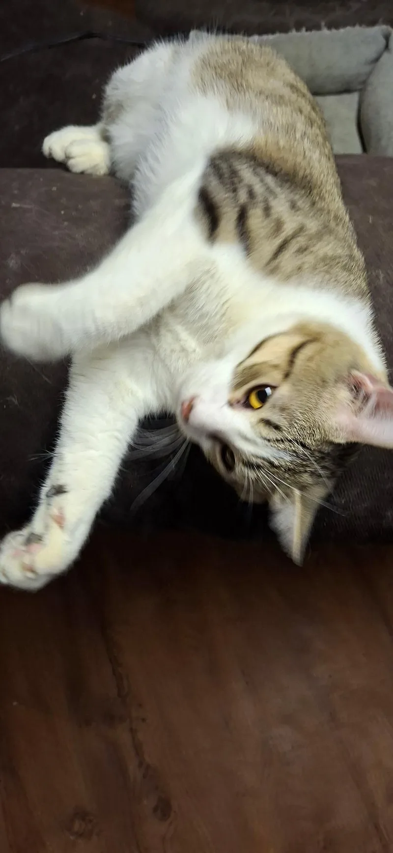 Felix thumbnail 2