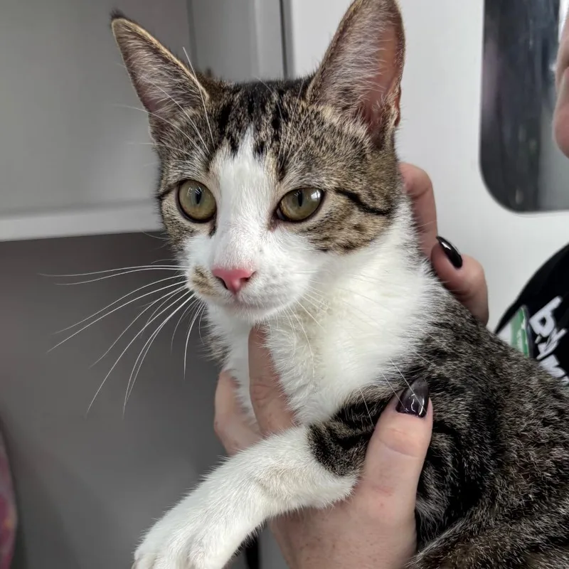 A young small-sized female Brown / Chocolate Domestic Short Hair cat named Gummy Bear for adoption in Middle Village, NY