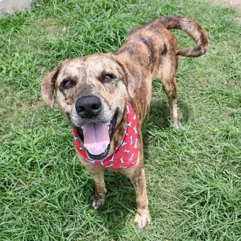 An adult large-sized male Brindle Catahoula Leopard Dog dog named Beans A for adoption in Silsbee, TX